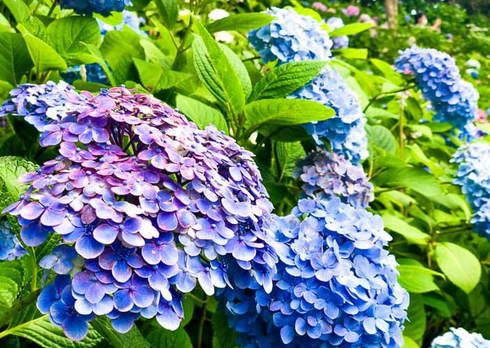 【Kamakura】Hasedera Temple – Healed by colorful hydrangea (seasonal)