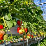 【Futtsu】Futtsu Aqua Farm – Strawberry Picking Experience!