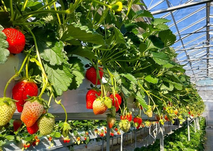 【Futtsu】Futtsu Aqua Farm – Strawberry Picking Experience!