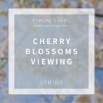 【Annual Event】Cherry Blossoms Viewing  – SAKURA SAKURA SAKURA!